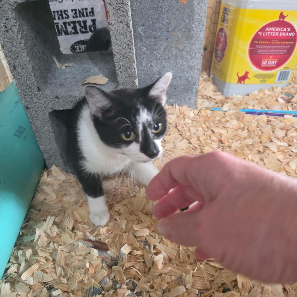 Enlarge Brittany, a Adoptable Domestic Short Hair in Evensville, TN image 6/6