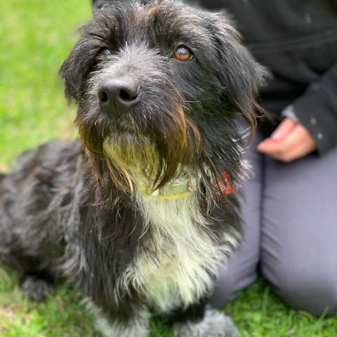 Enlarge Molley, a ADOPTABLE mixed breed in Sparta, NJ image 4/6