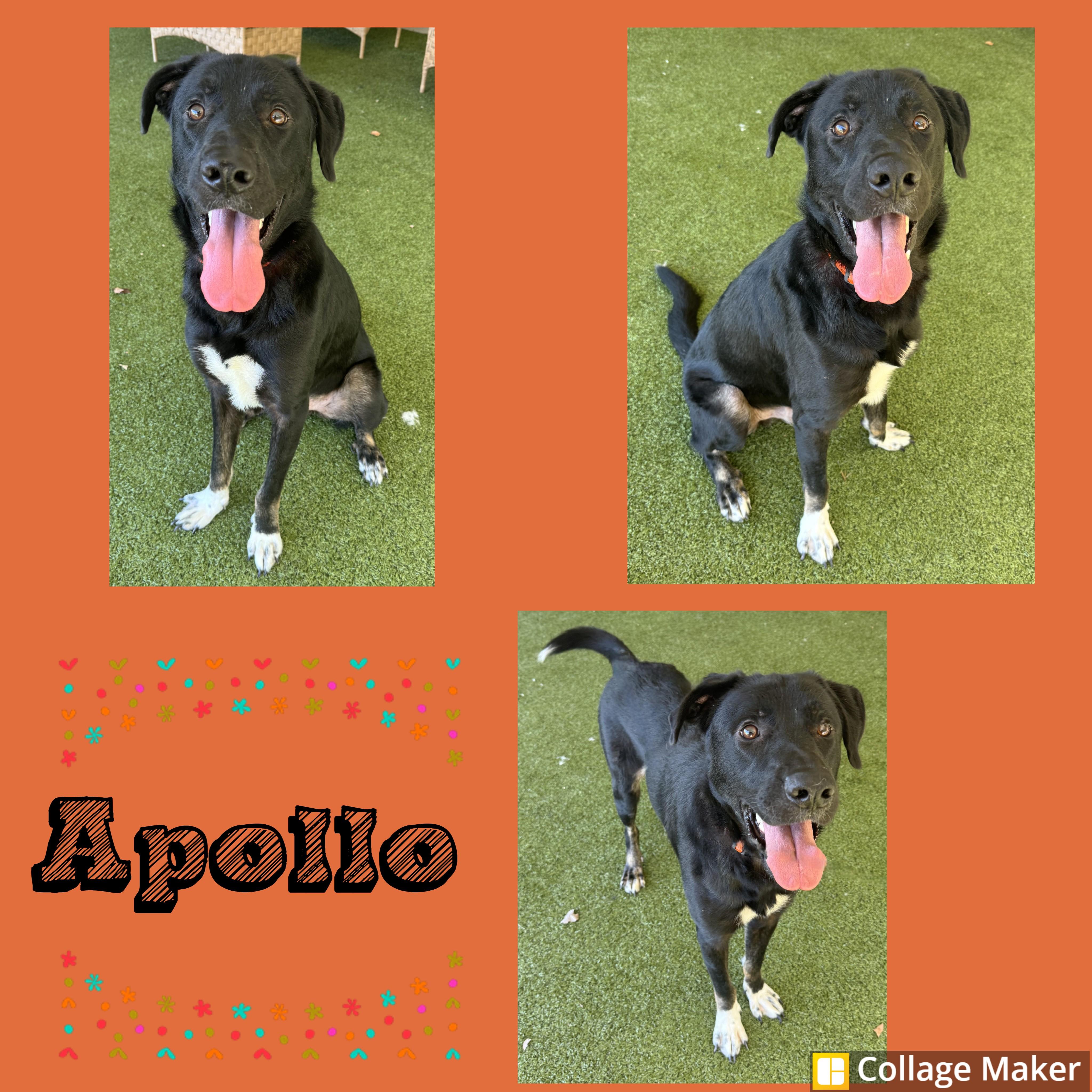 Apollo, Adoptable, Adult Male Labrador Retriever & Shepherd.