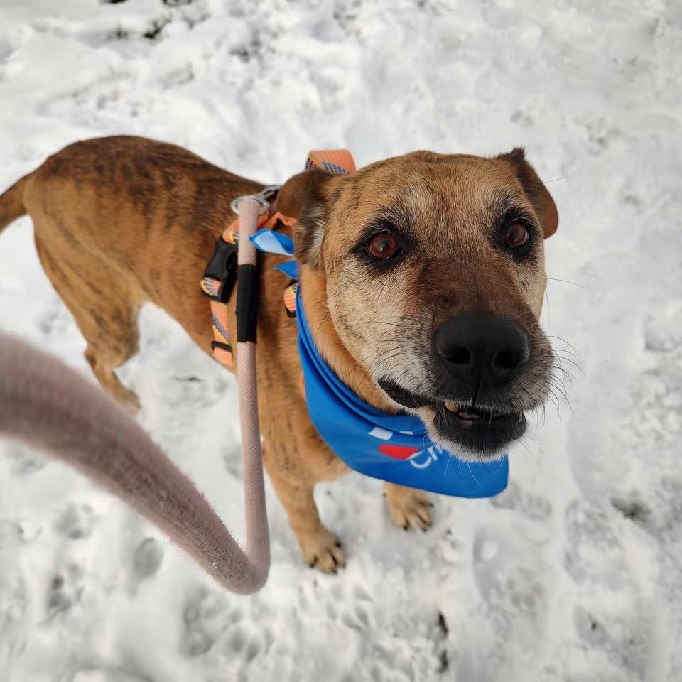 Bailey, Adoptable, Adult Female Labrador Retriever & German Shepherd Dog.