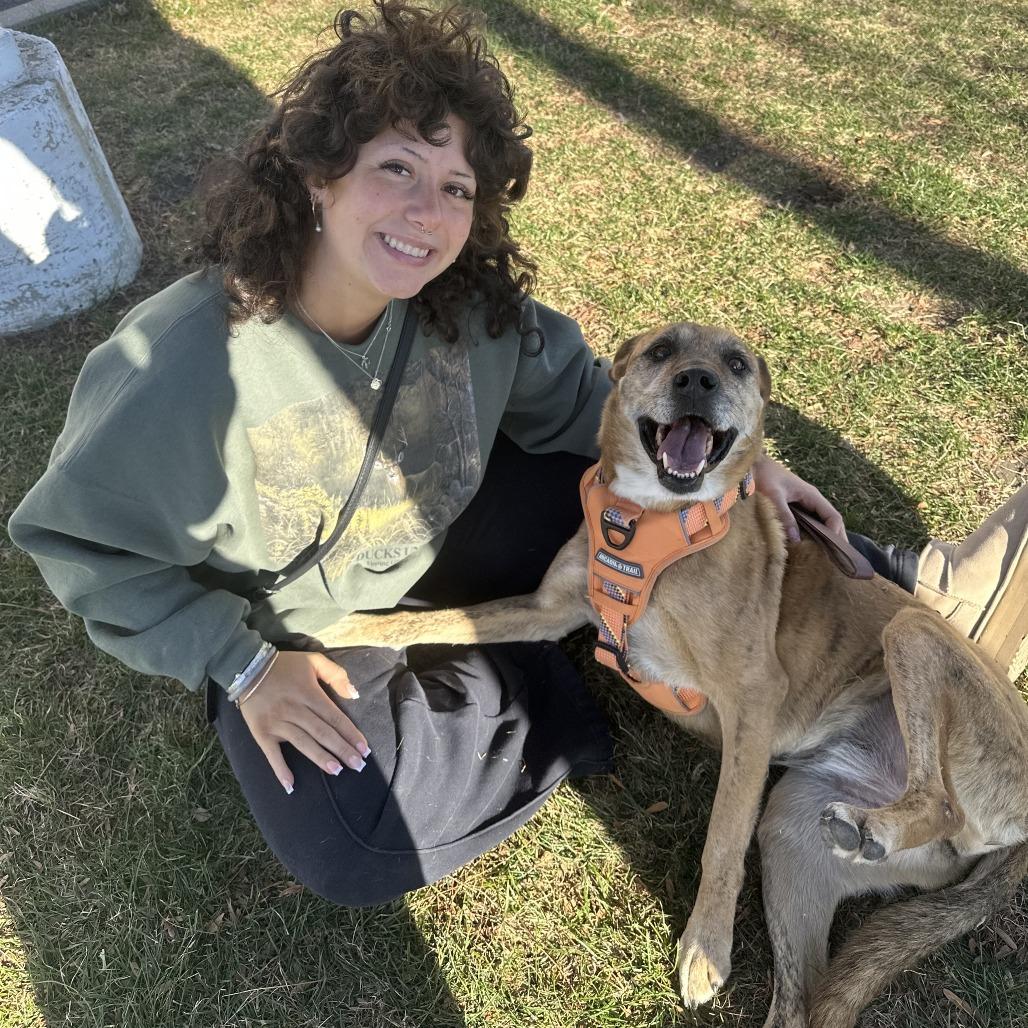 Enlarge Bailey, a Adoptable mixed breed in Normal, IL image 3/6