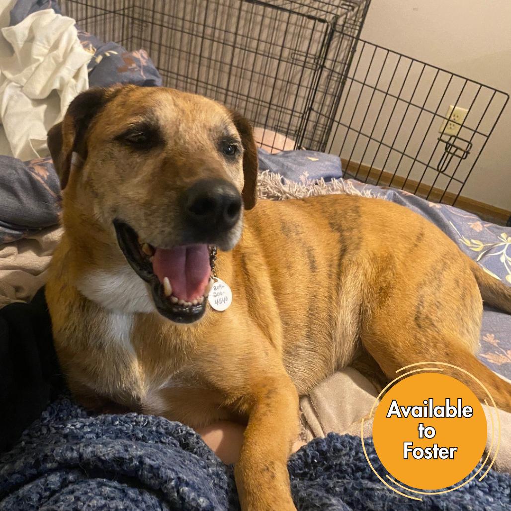 Enlarge Bailey, a Adoptable mixed breed in Normal, IL image 6/6