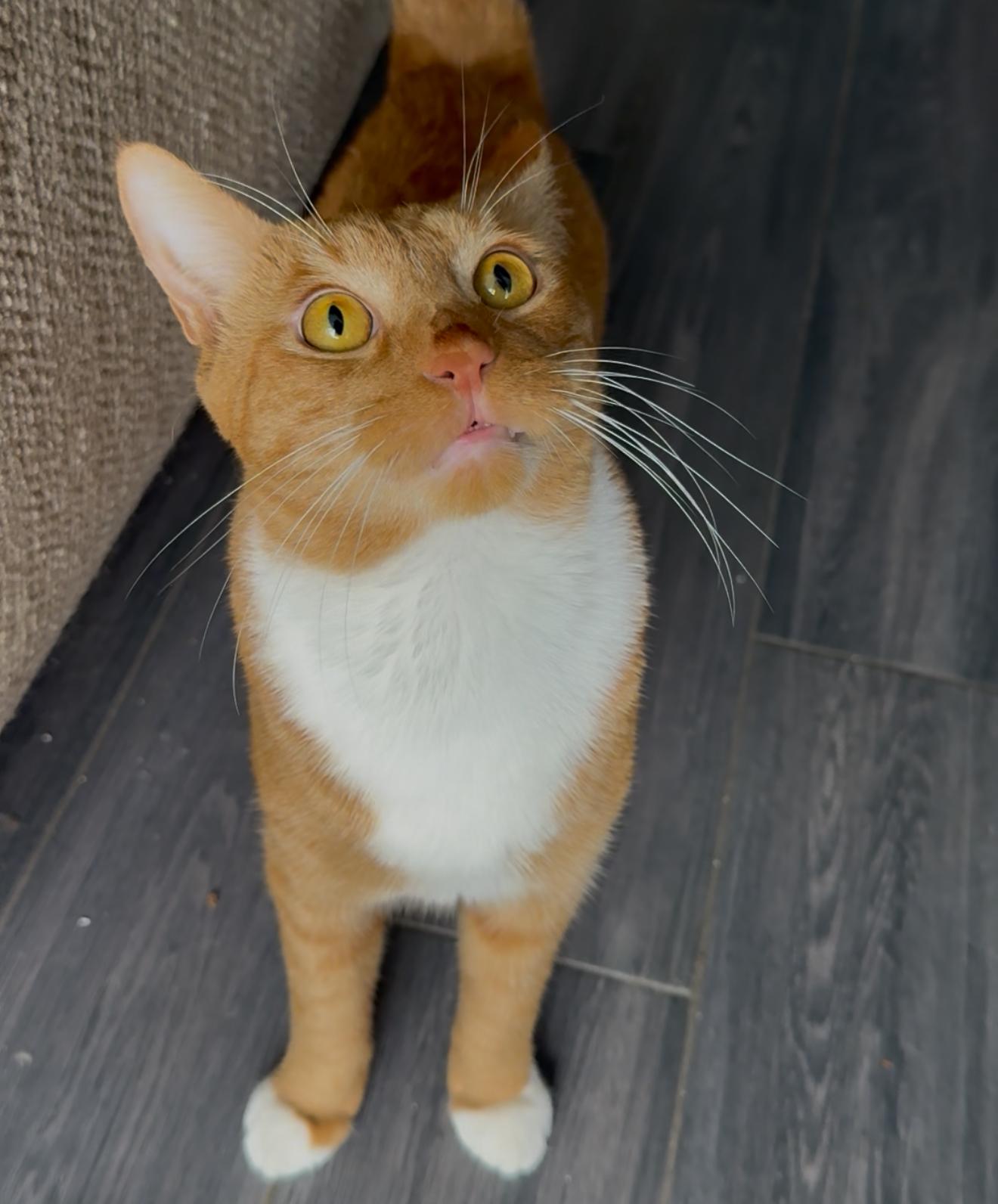 Pugsley — thumbnail 6