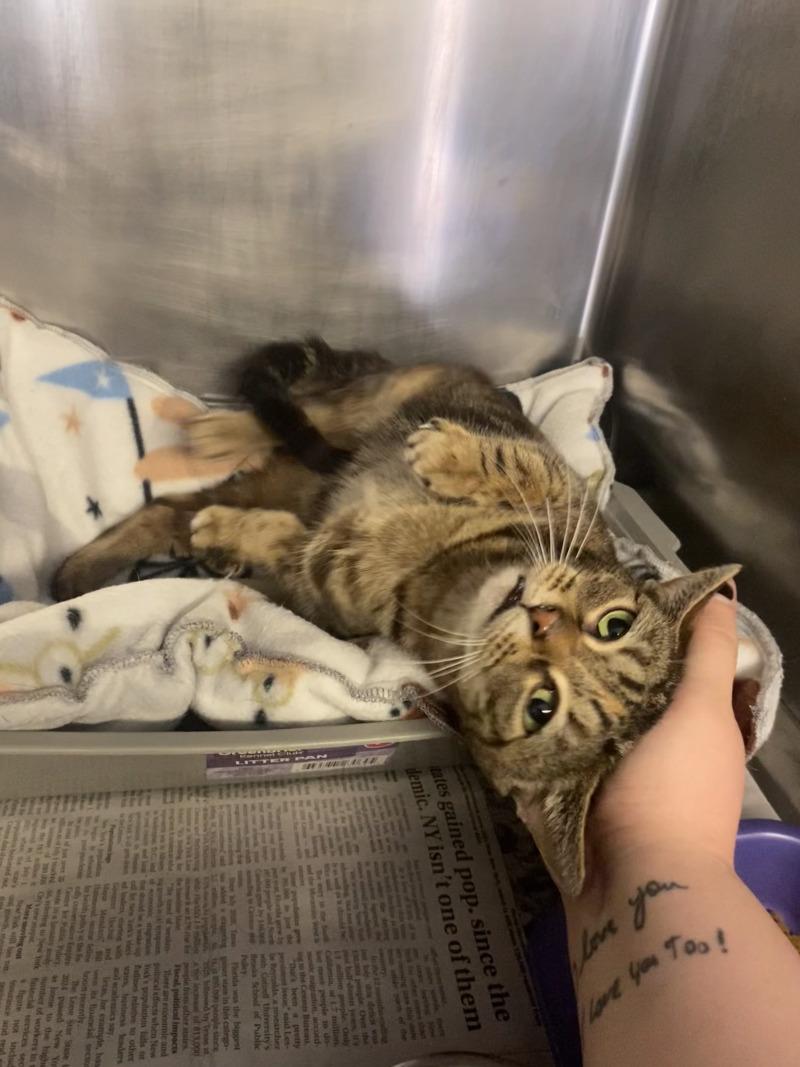 Little Foot, Adoptable, Adult Female Domestic Short Hair.
