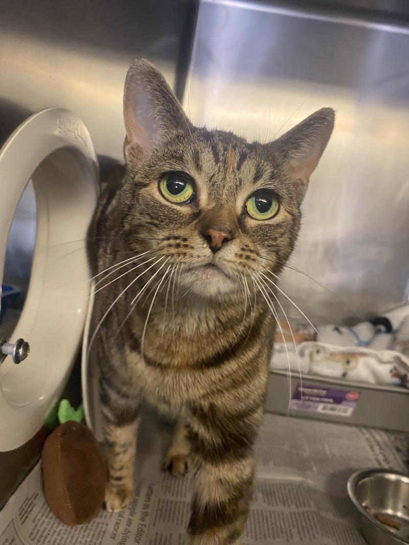 Enlarge Little Foot, a Adoptable Domestic Short Hair in Cortland, NY image 2/4