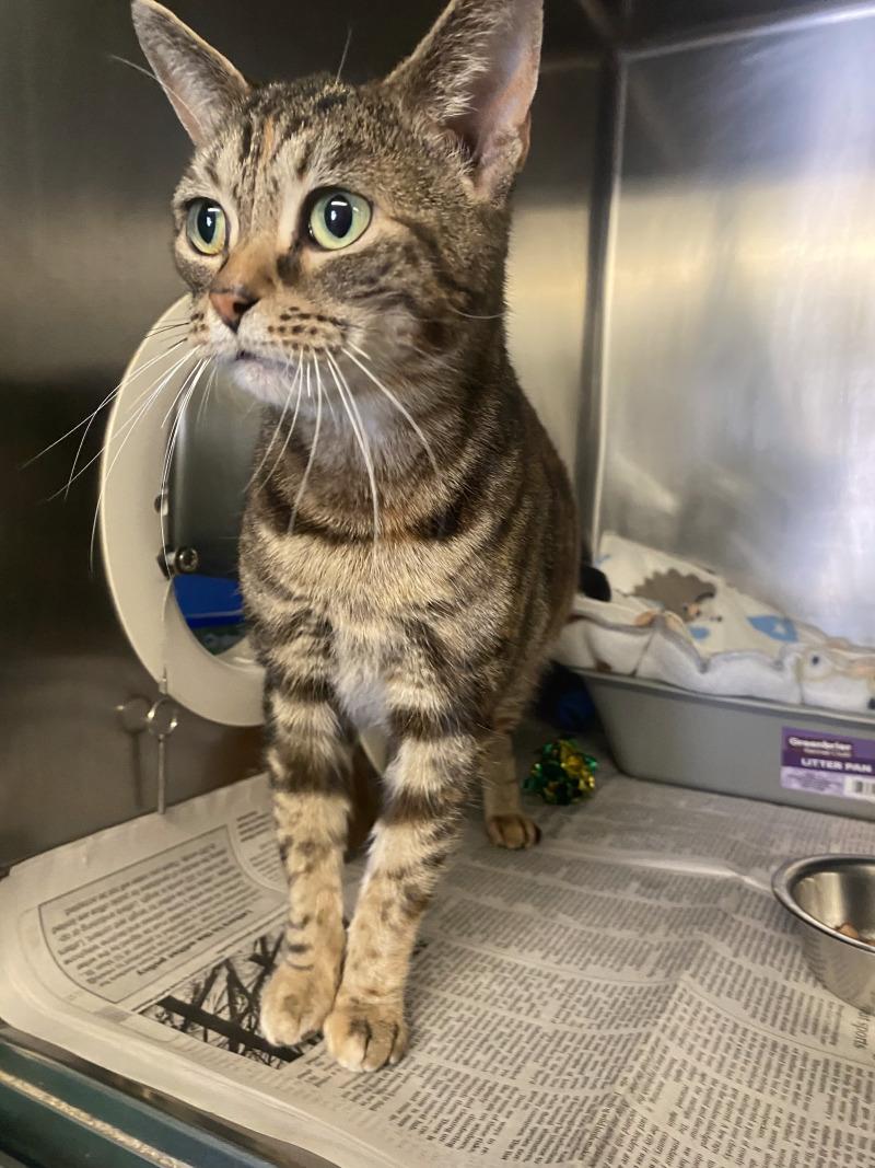 Enlarge Little Foot, a Adoptable Domestic Short Hair in Cortland, NY image 3/4