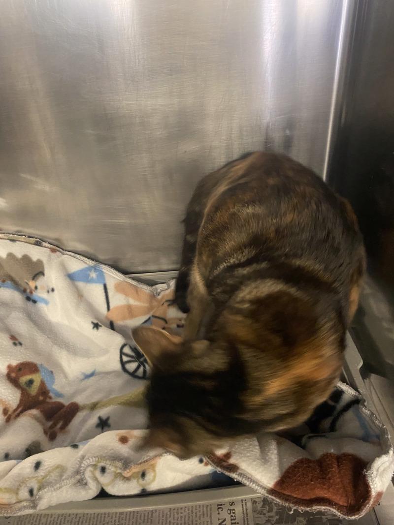 Enlarge Little Foot, a Adoptable Domestic Short Hair in Cortland, NY image 4/4