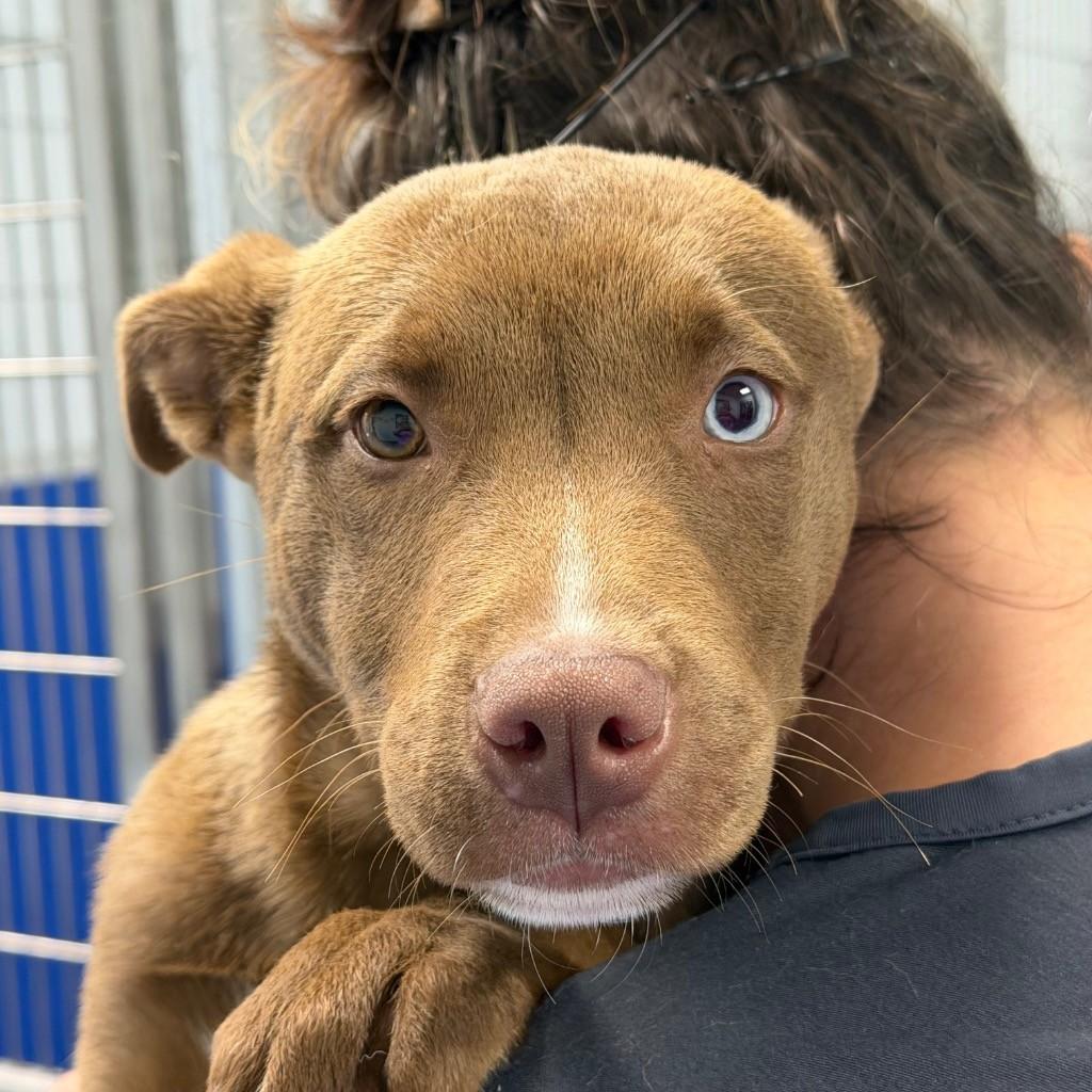Enlarge TILLIE GORGEOUS 8 Month Old Puppy, an adopted mixed breed in Richmond, VA image 1/1