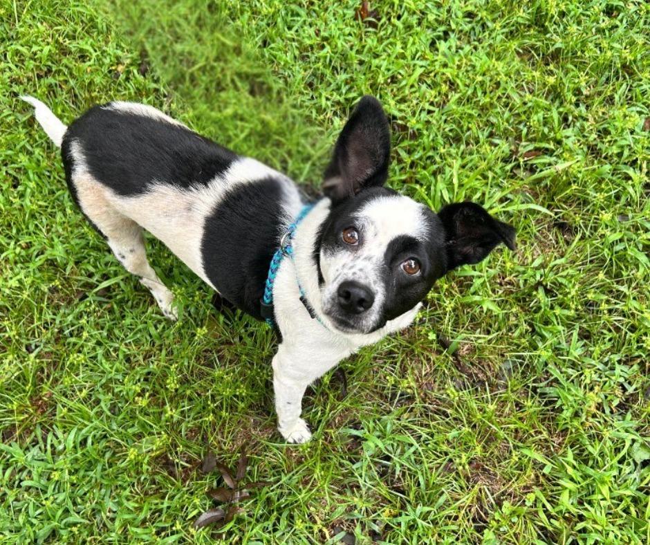 Cami, a Adoptable mixed breed in Madison, GA image 1/2
