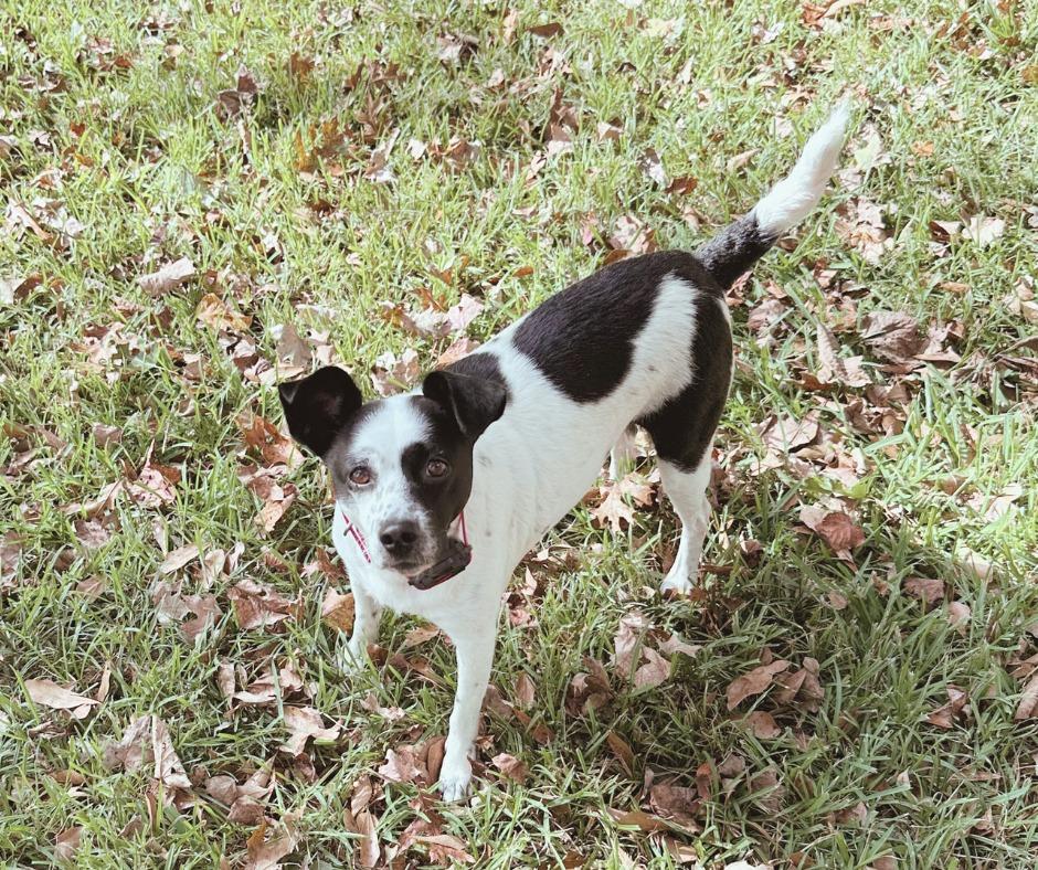 Cami, a Adoptable mixed breed in Madison, GA image 2/2