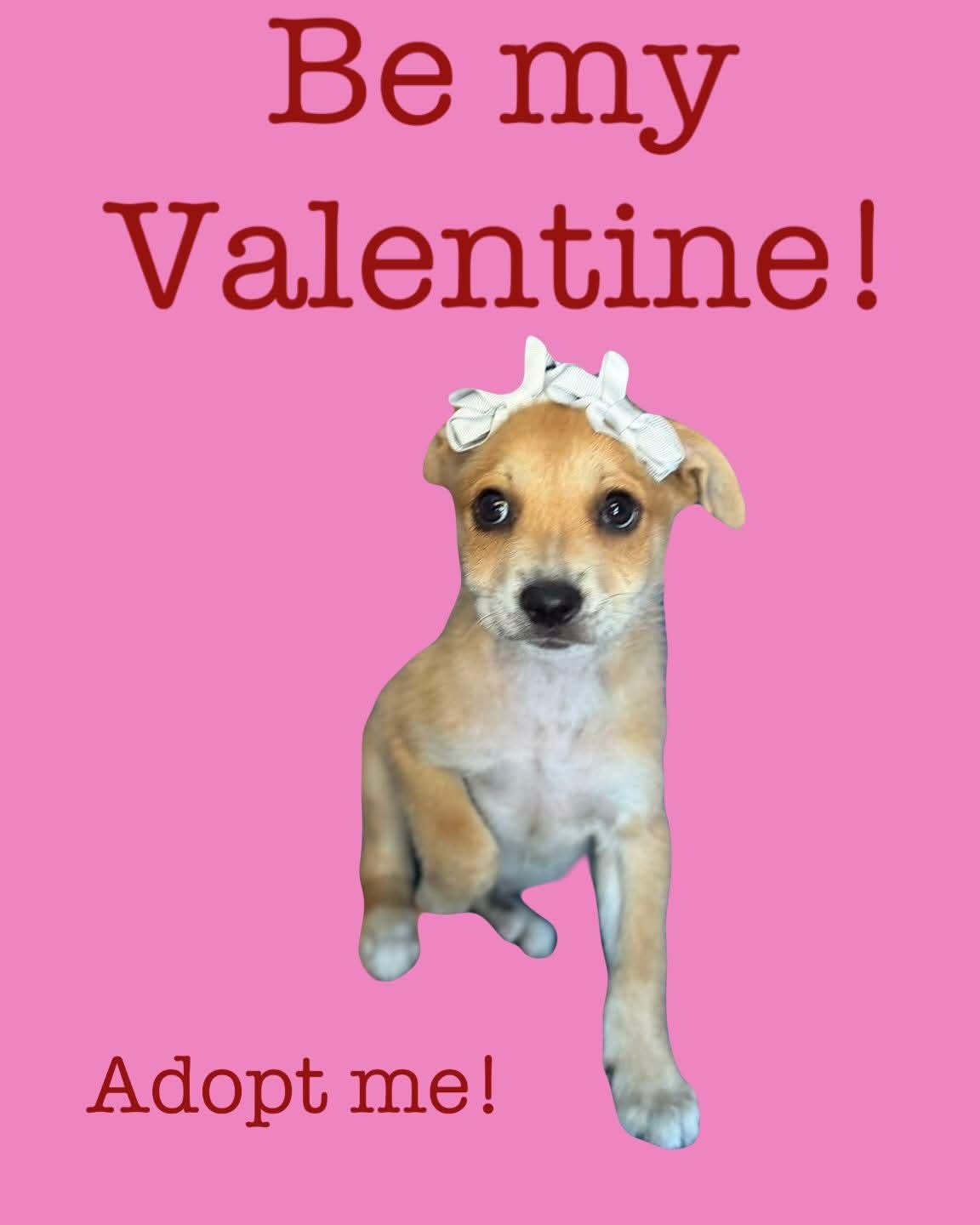 Enlarge Jelly, an adoptable mixed breed in New York, NY image 2/6