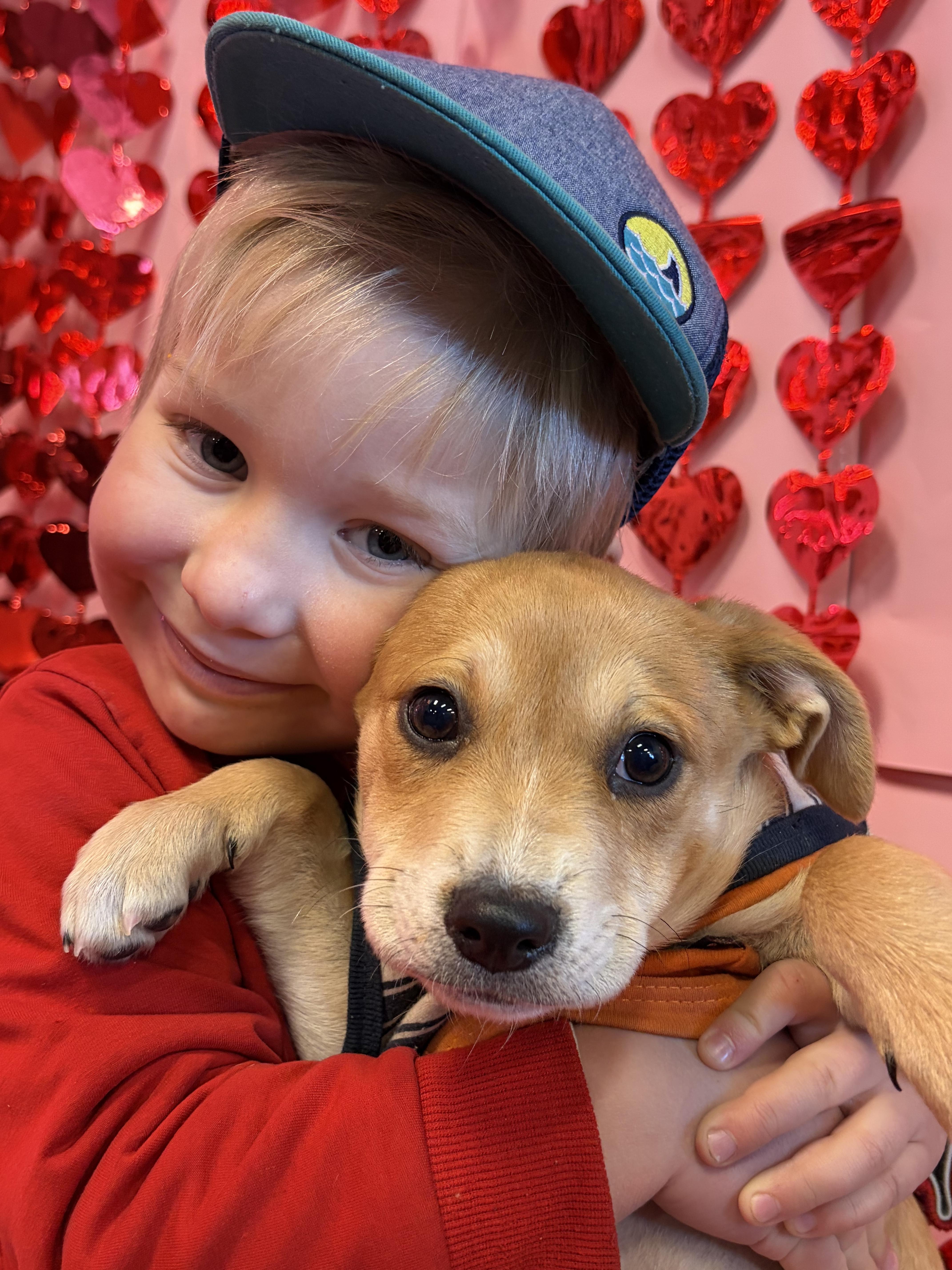 Enlarge Jelly, an adoptable mixed breed in New York, NY image 5/6