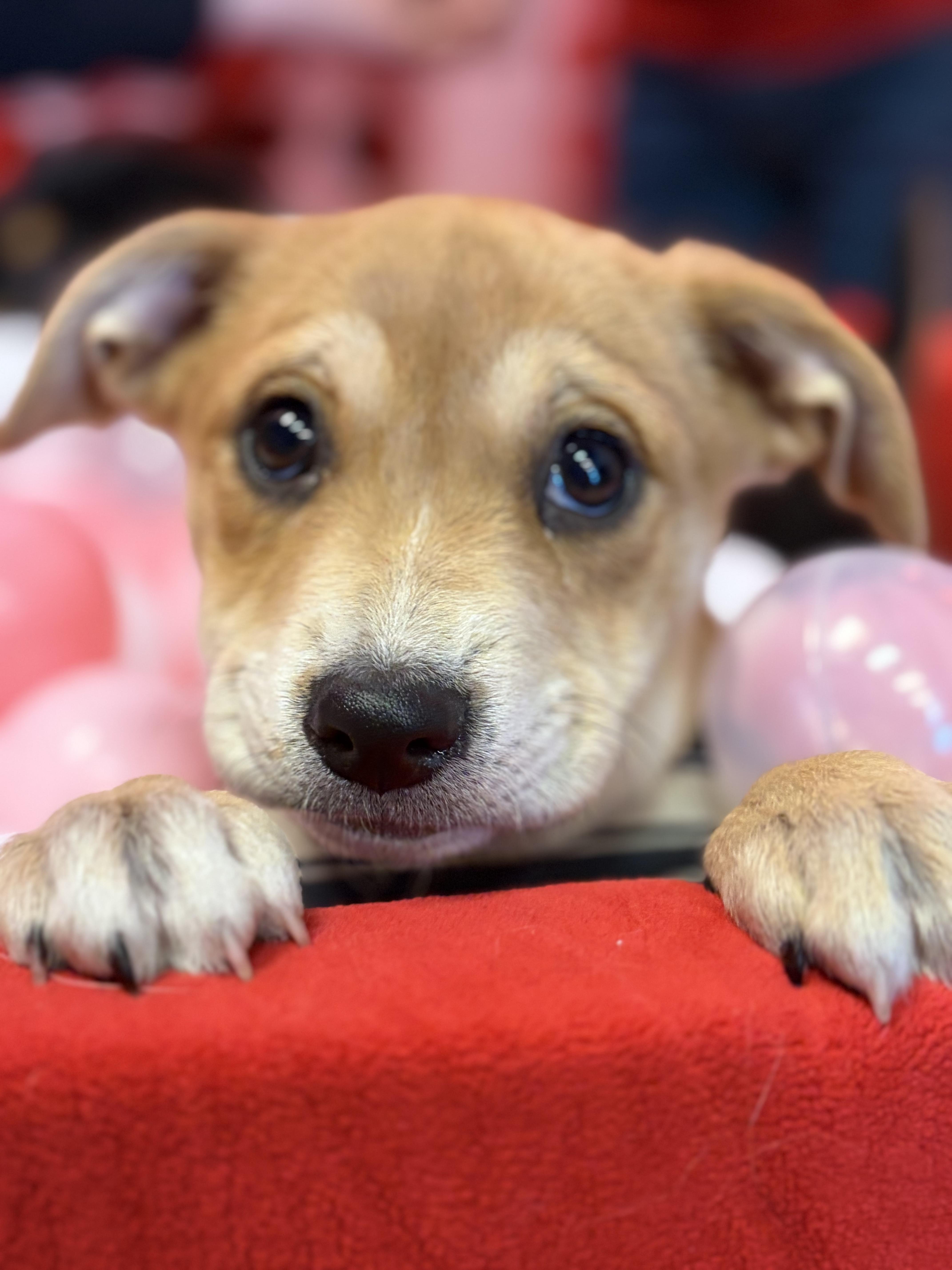 Enlarge Jelly, an adoptable mixed breed in New York, NY image 1/6