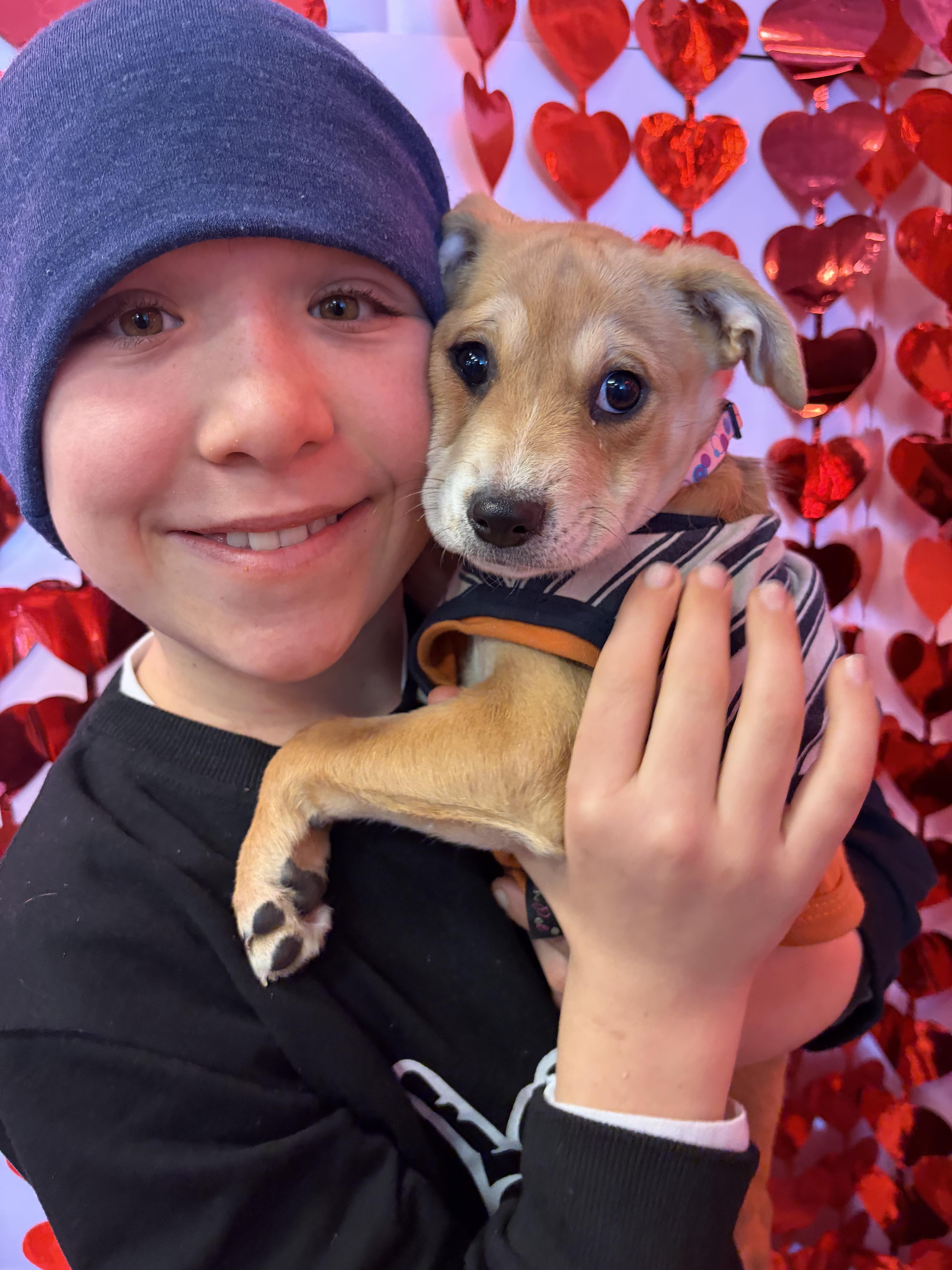 Enlarge Jelly, an adoptable mixed breed in New York, NY image 6/6