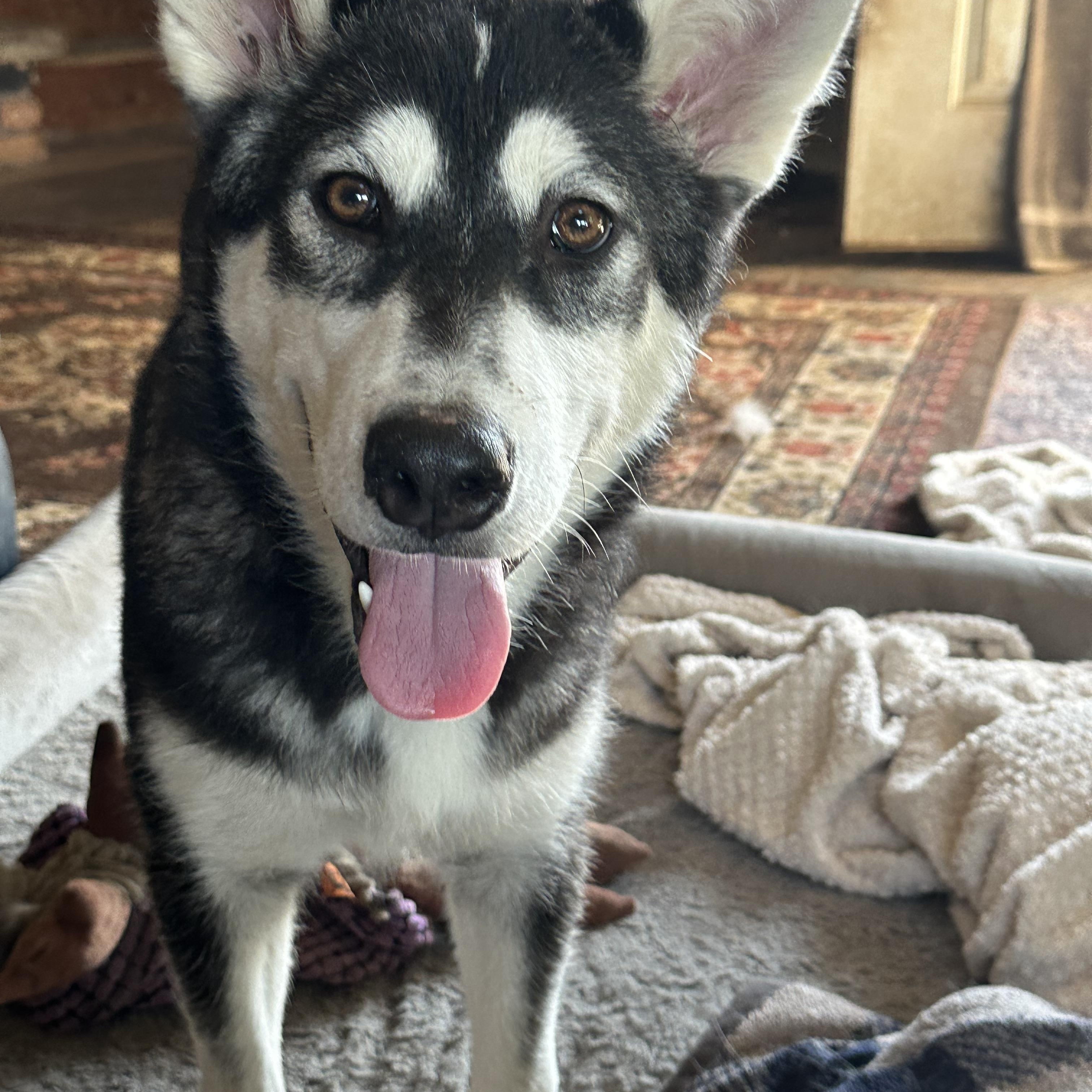 Dustin, an adoptable Alaskan Malamute in Central Lake, MI, 49622 | Photo Image 3