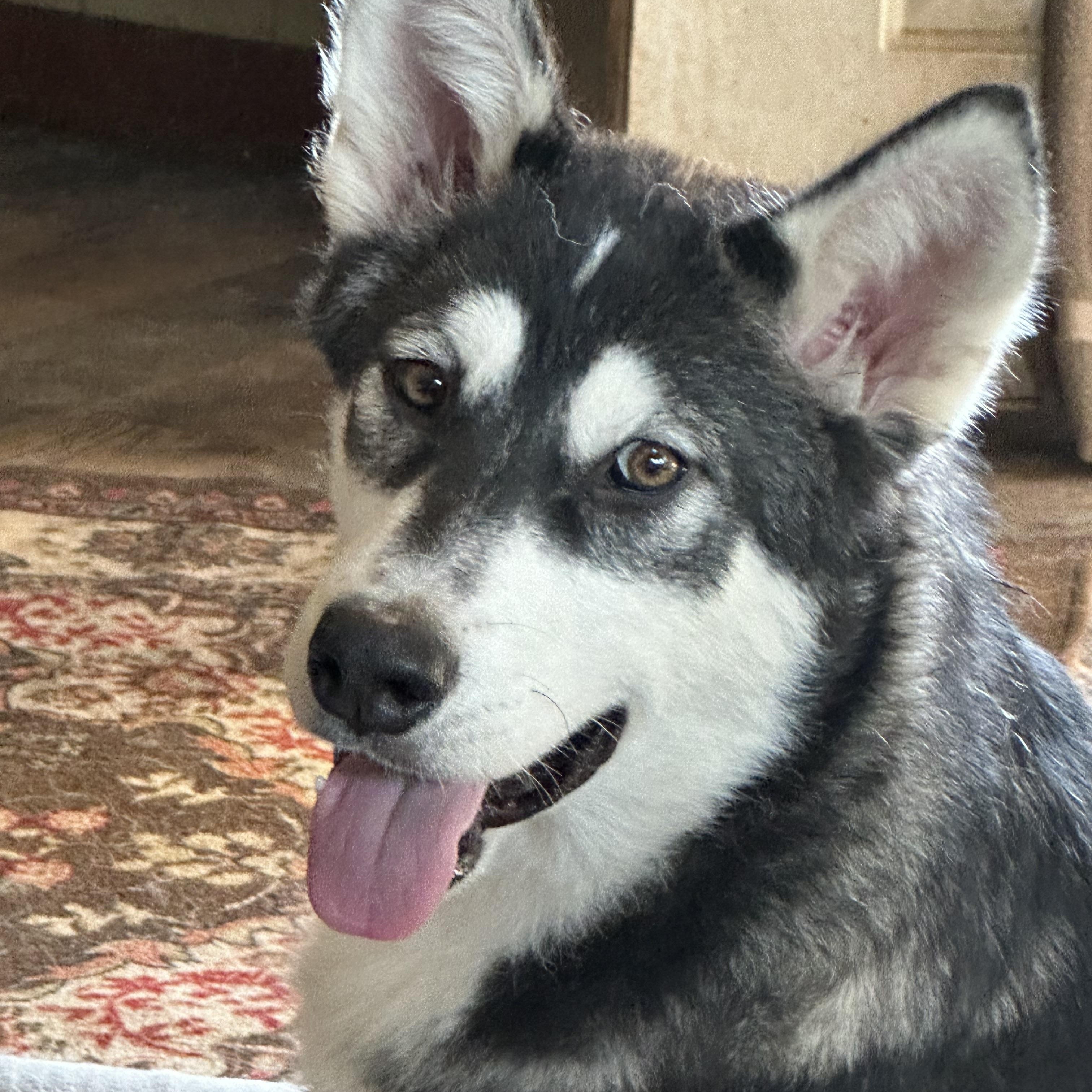Dustin, a Adoptable Alaskan Malamute in Central Lake, MI image 4/4
