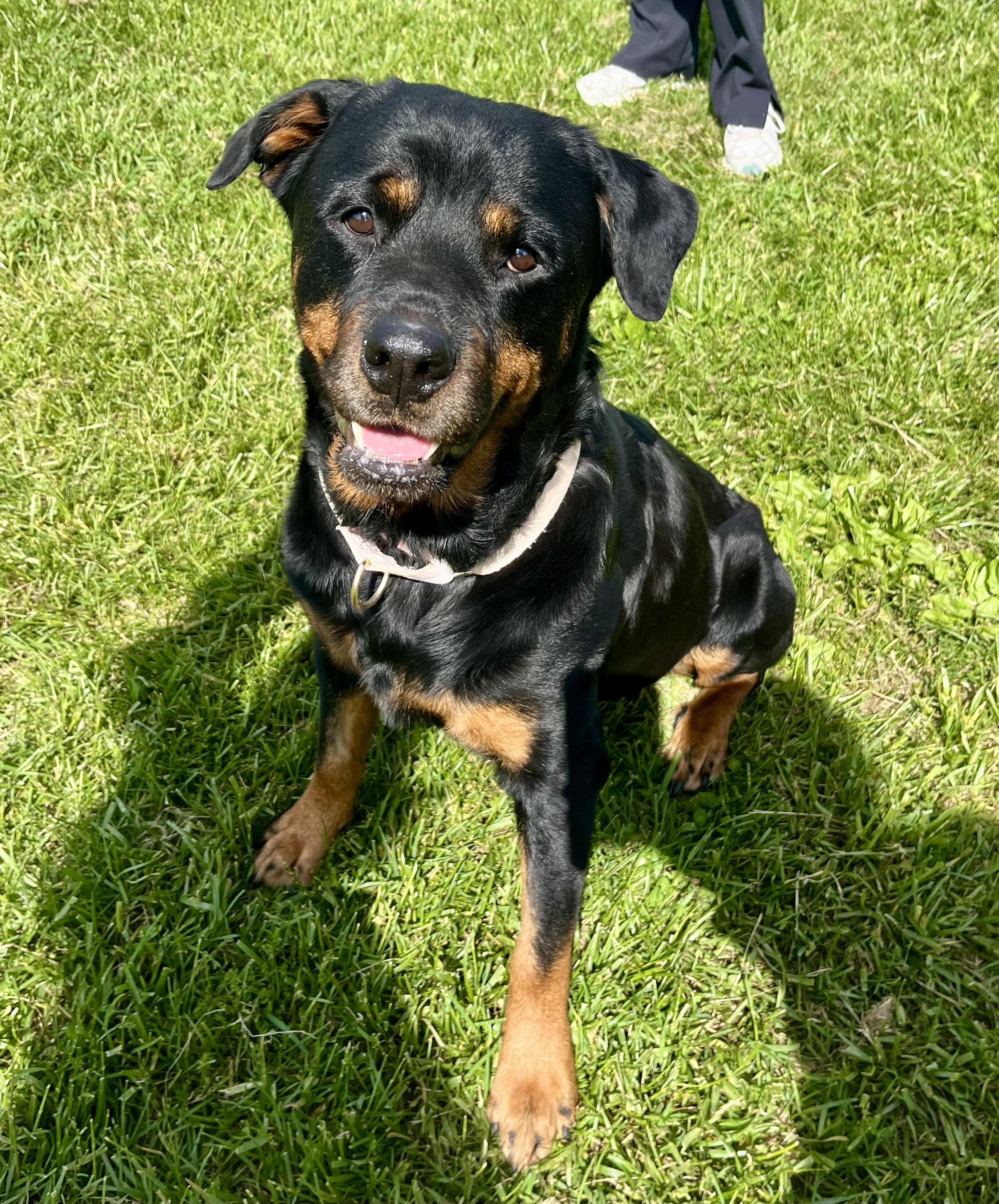 Ruby, adoptable, Adult Female Rottweiler.