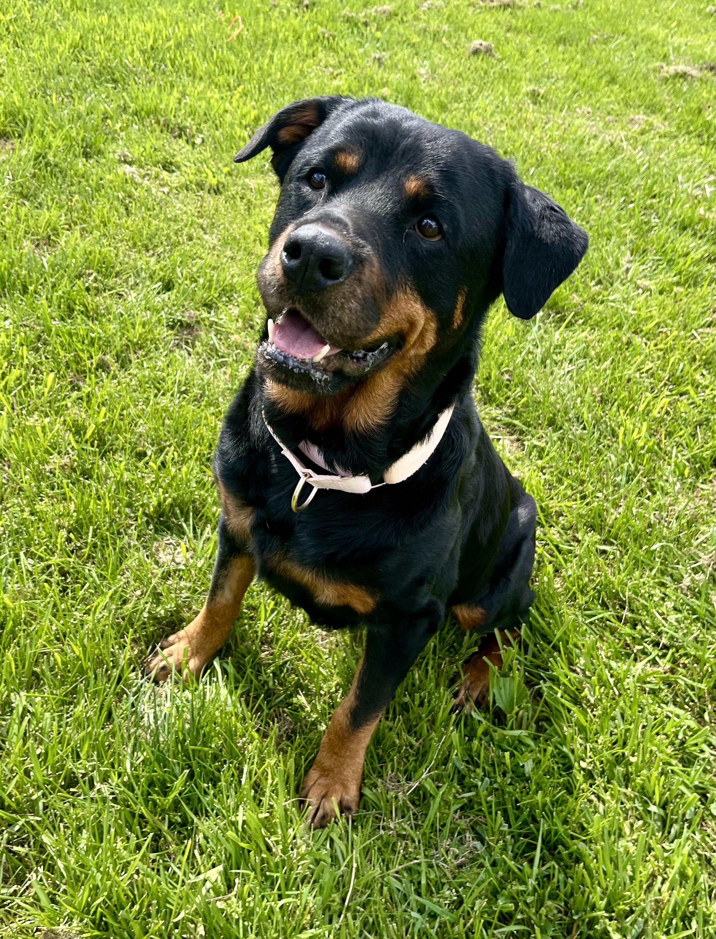 Enlarge Ruby, an adoptable Rottweiler in Seville, OH image 3/3