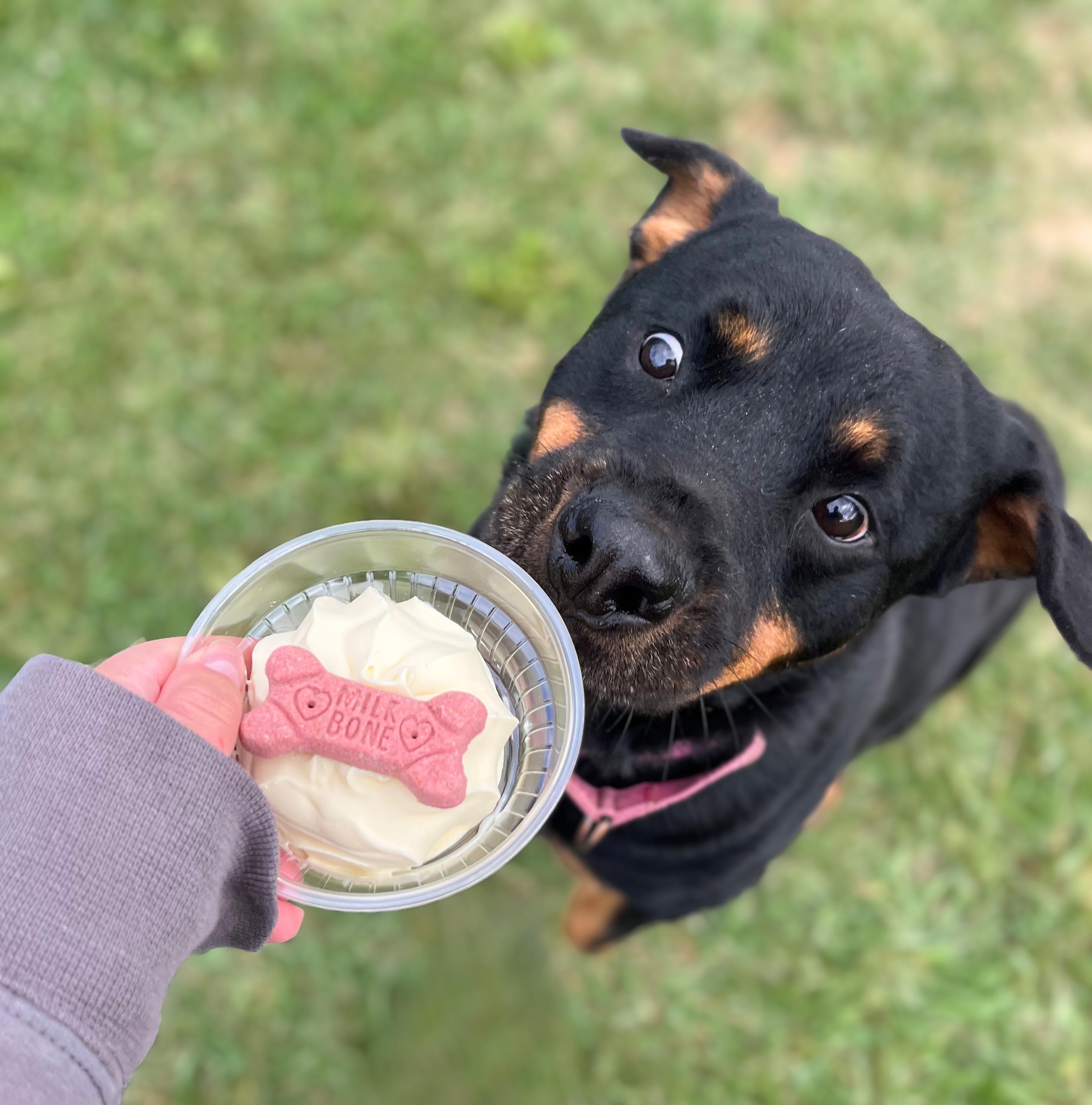 Enlarge Ruby, an adoptable Rottweiler in Seville, OH image 2/3