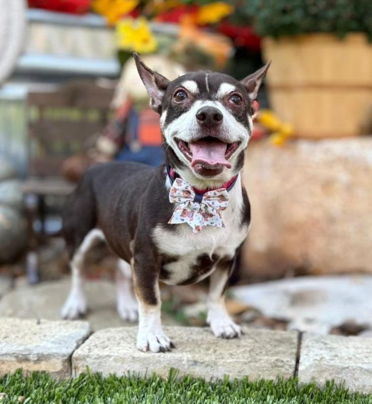 Enlarge Grover, a Adoptable mixed breed in Northampton, MA image 3/6