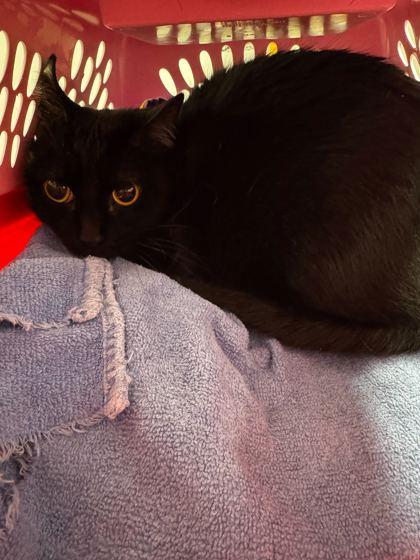 Spookee, Adoptable, Adult Female Domestic Short Hair & Domestic Short Hair.