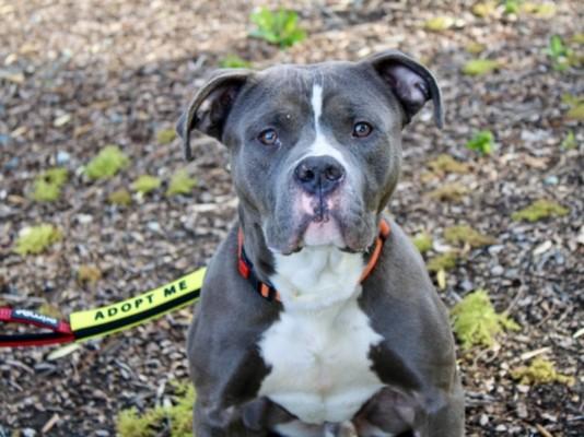 Enlarge GLORY, a Adoptable mixed breed in Martinez, CA image 1/1