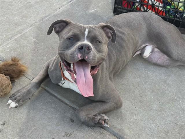 GLORY, Adoptable, Adult Male Pit Bull Terrier & Mixed Breed.