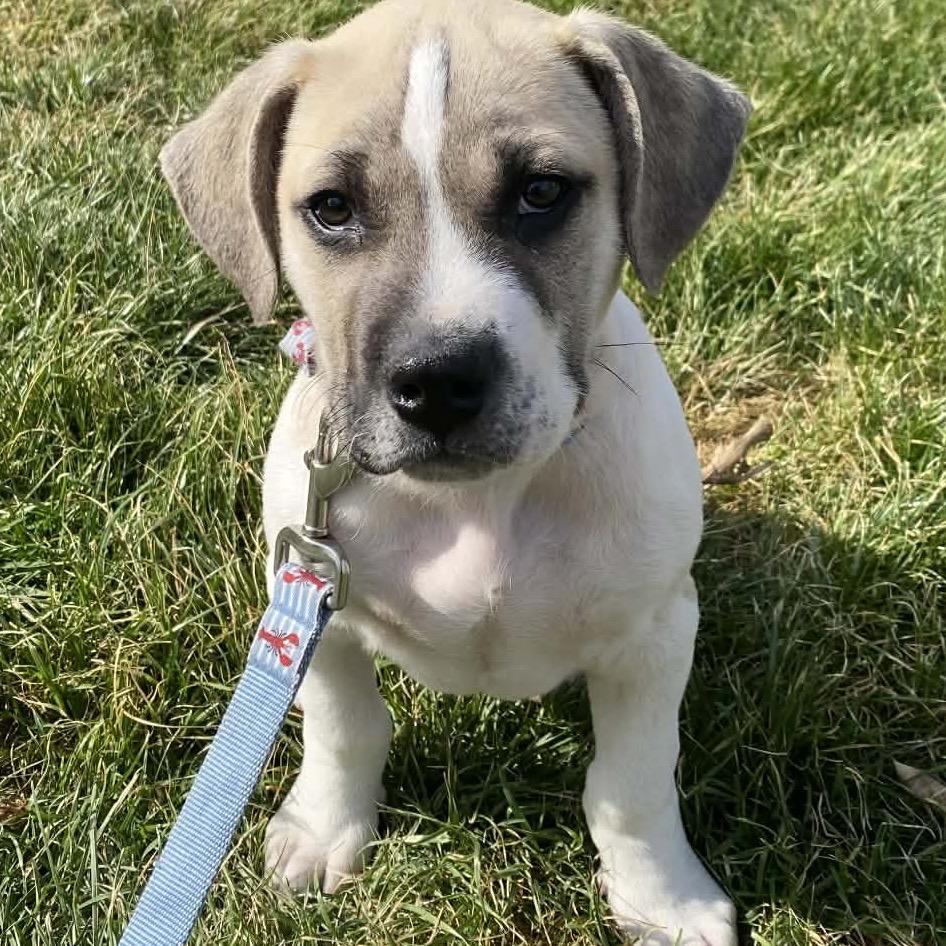 Bugsy, Adoptable, Puppy Male Mixed Breed.