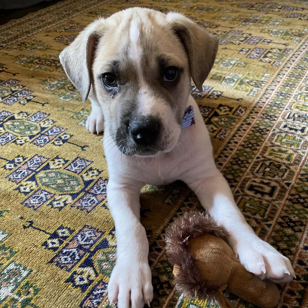 Enlarge Bugsy, a Adoptable Mixed Breed in Kansas City, MO image 3/5