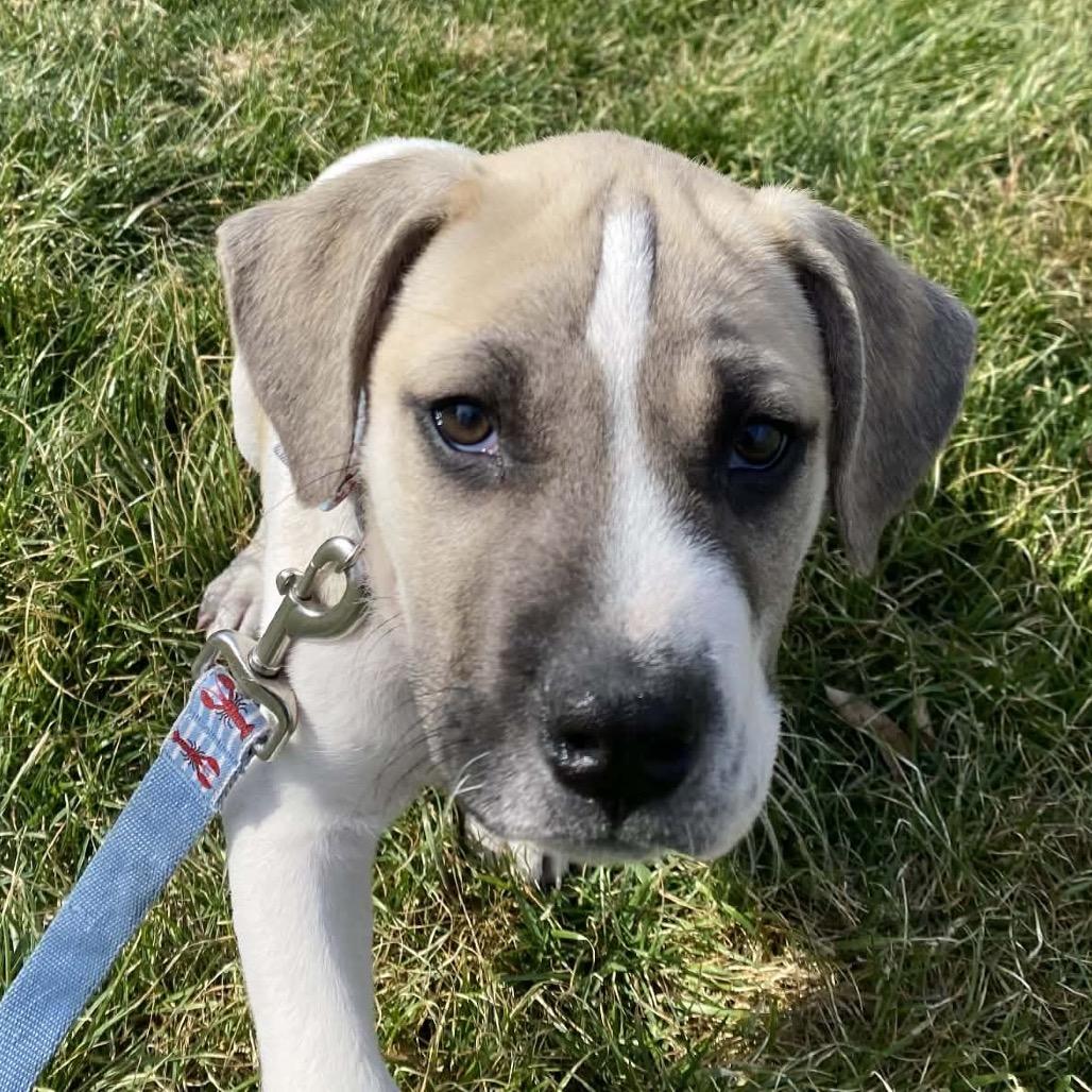 Enlarge Bugsy, a Adoptable Mixed Breed in Kansas City, MO image 4/5