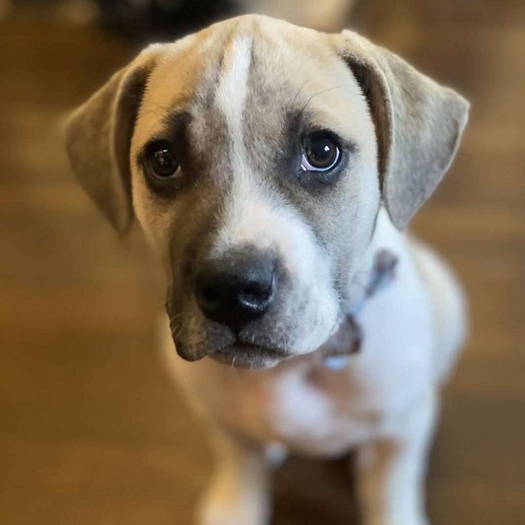 Enlarge Bugsy, a Adoptable Mixed Breed in Kansas City, MO image 5/5