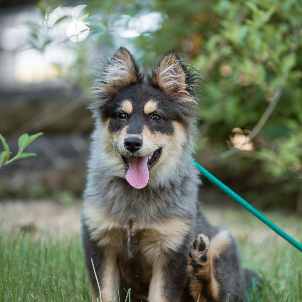 Enlarge Chase, an adopted mixed breed in Chester Springs, PA image 4/4