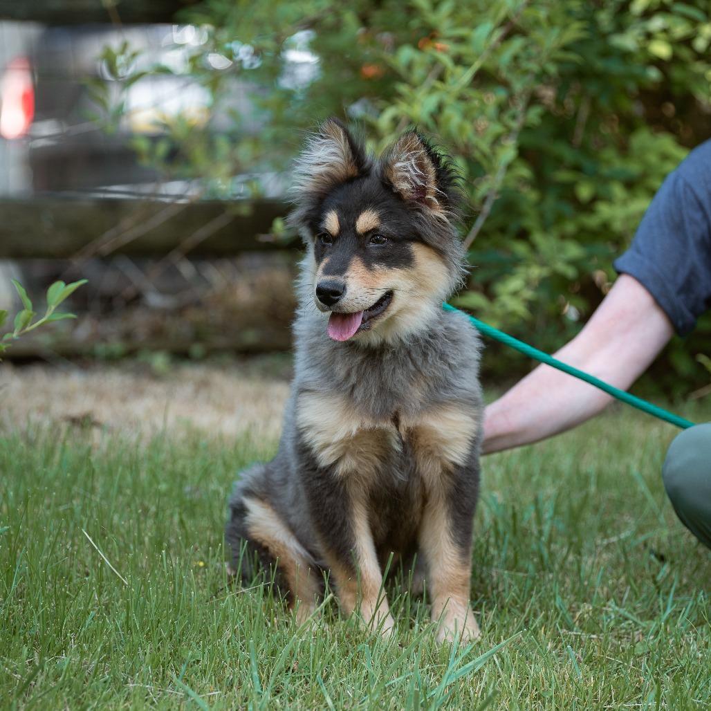 Enlarge Chase, an adopted mixed breed in Chester Springs, PA image 1/4