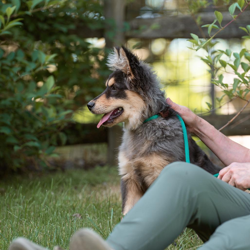 Enlarge Chase, an adopted mixed breed in Chester Springs, PA image 2/4