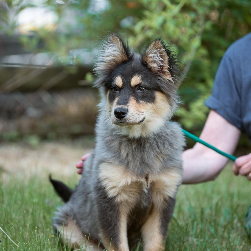 Enlarge Chase, an adopted mixed breed in Chester Springs, PA image 3/4