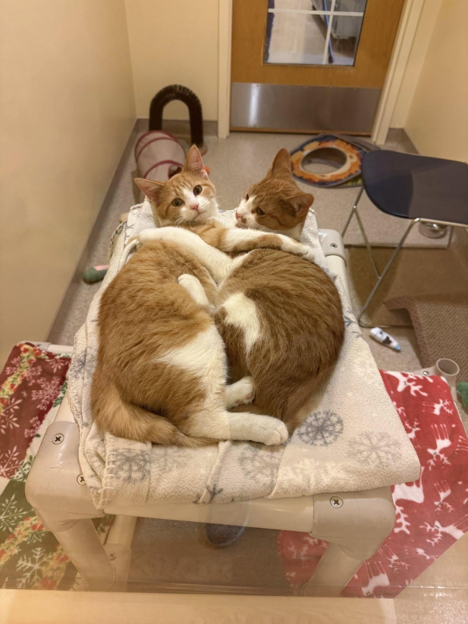 Kane and Falcon, a Adoptable Domestic Short Hair in Fremont, MI image 1/6