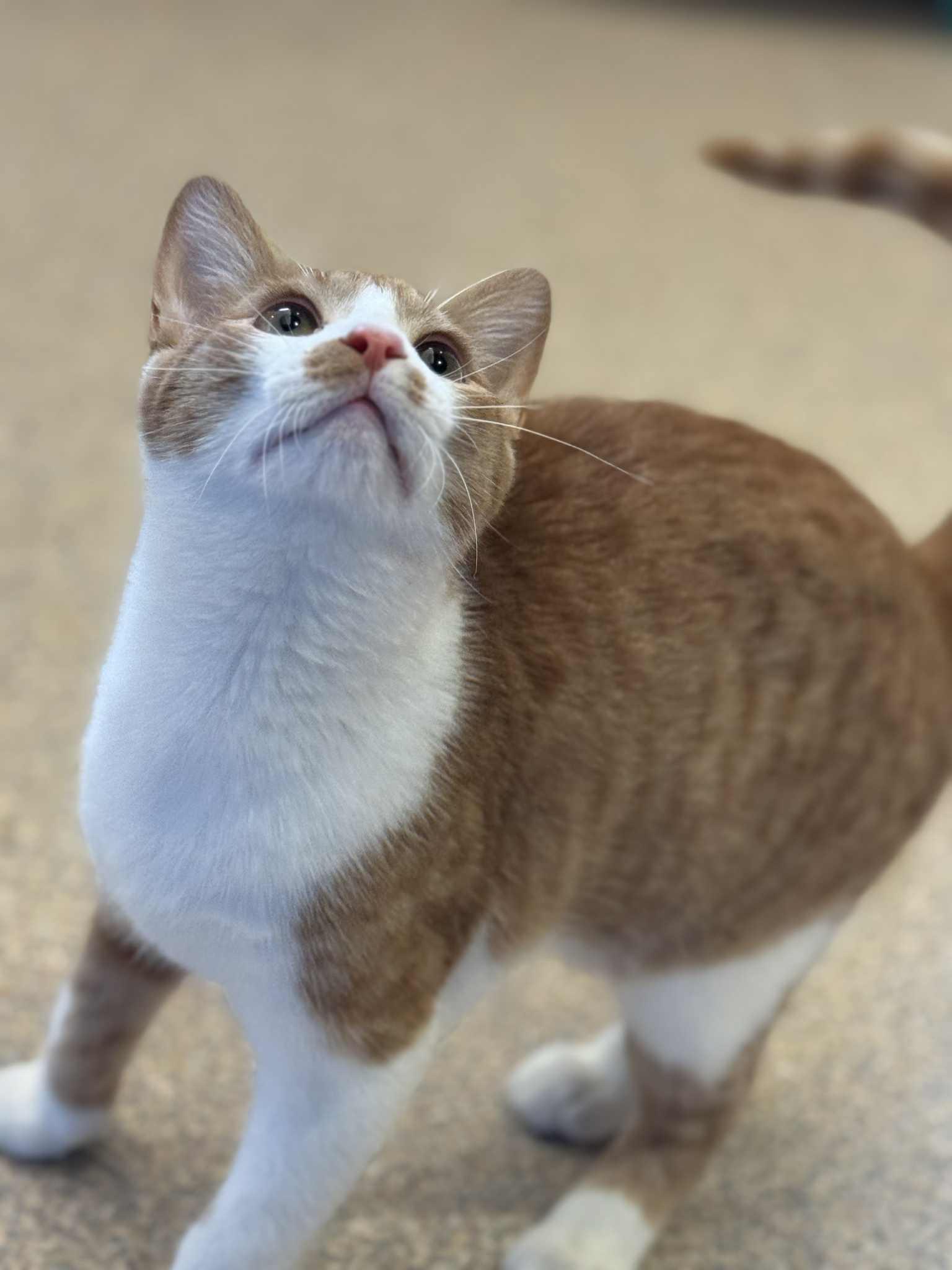 Kane and Falcon, a Adoptable Domestic Short Hair in Fremont, MI image 2/6