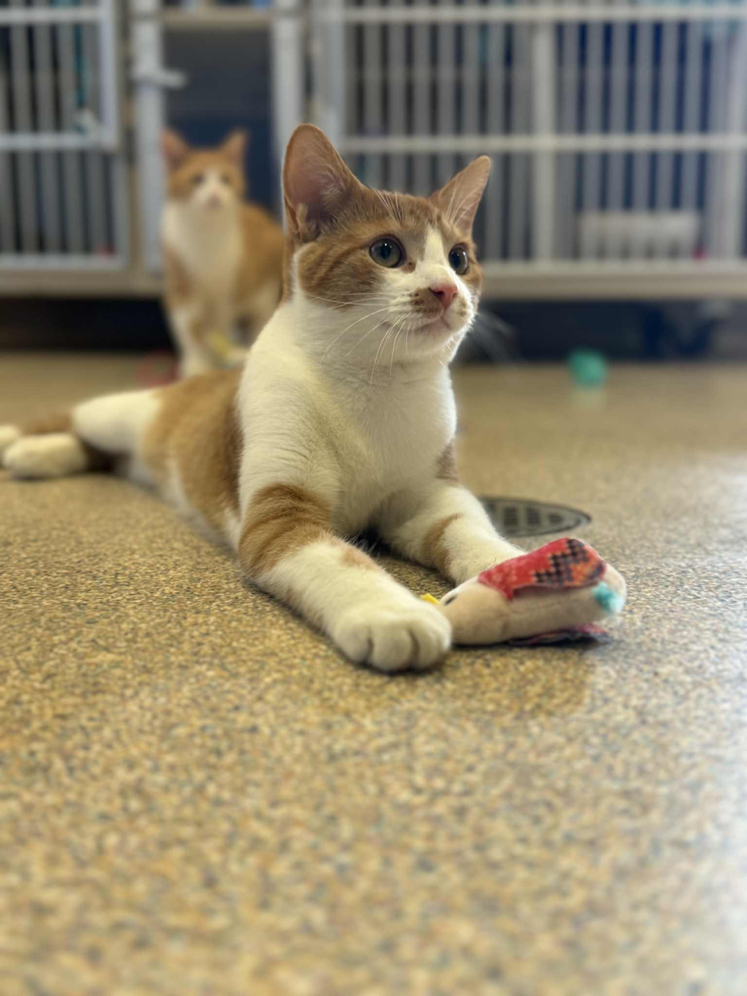 Kane and Falcon, a Adoptable Domestic Short Hair in Fremont, MI image 3/6