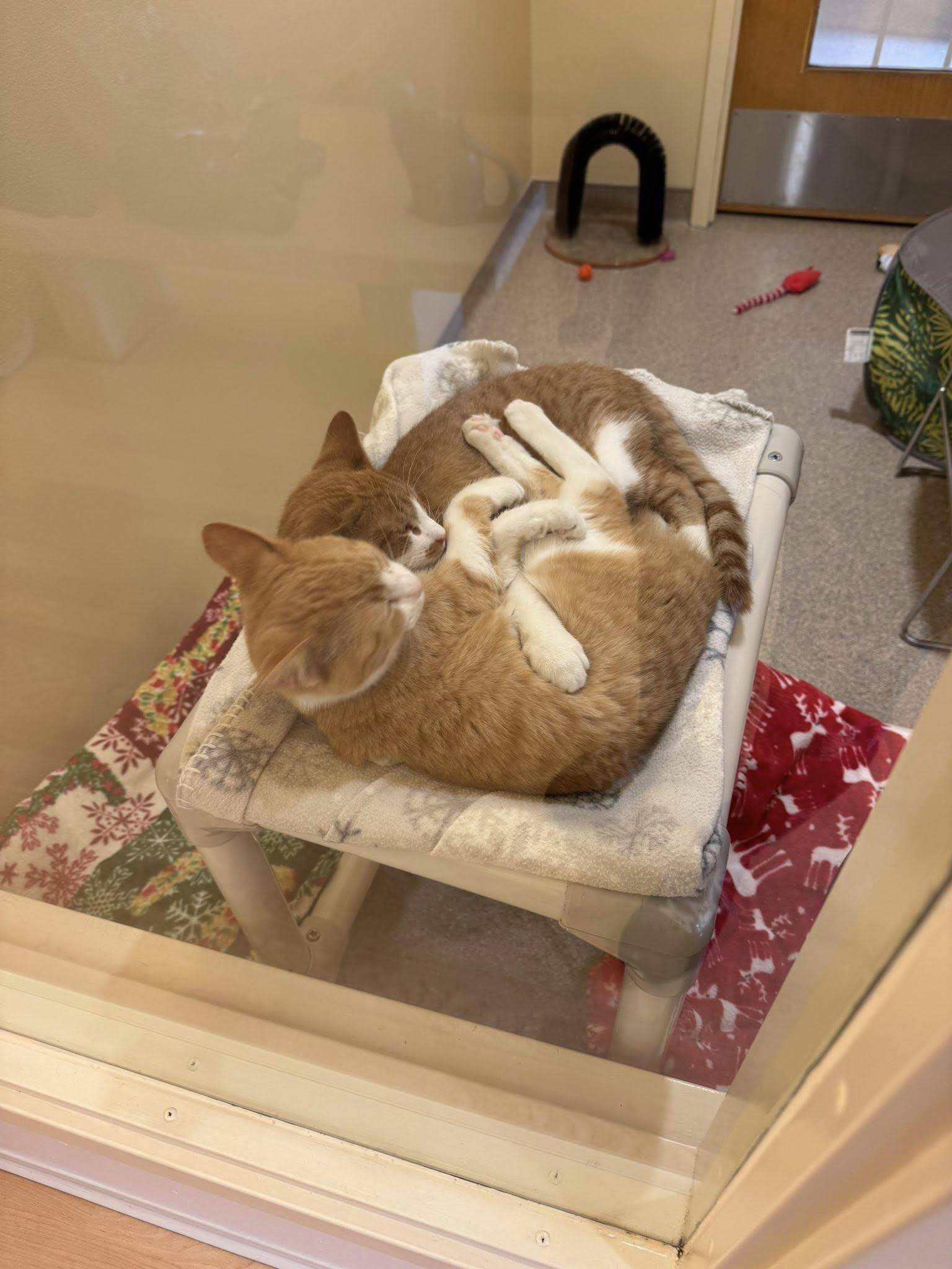 Kane and Falcon, a Adoptable Domestic Short Hair in Fremont, MI image 4/6