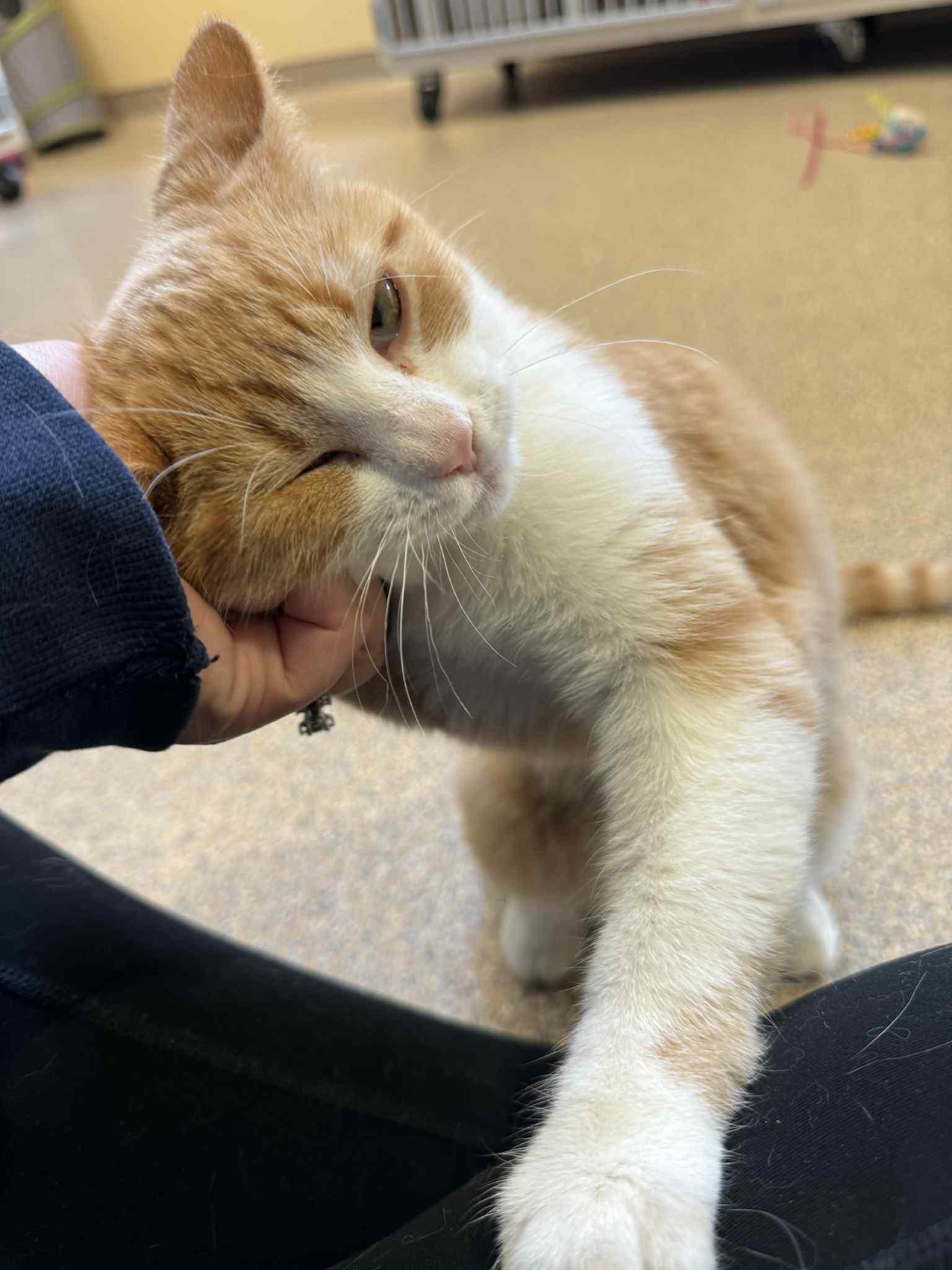 Kane and Falcon, a Adoptable Domestic Short Hair in Fremont, MI image 5/6