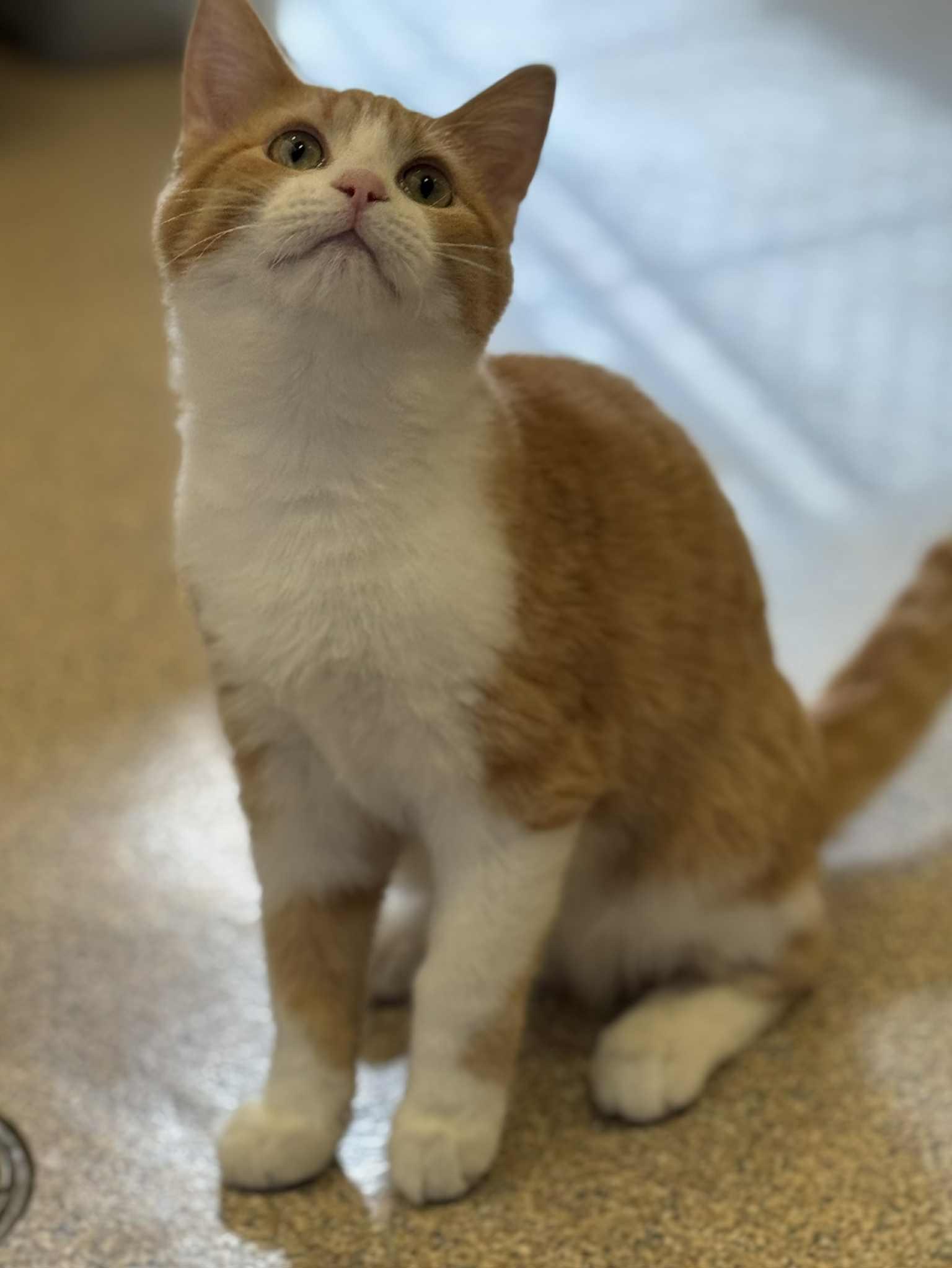 Kane and Falcon, a Adoptable Domestic Short Hair in Fremont, MI image 6/6