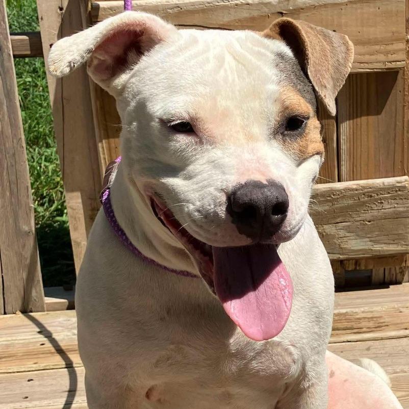 Enlarge Asiri, a Adoptable American Bulldog in Pulaski, TN image 2/5