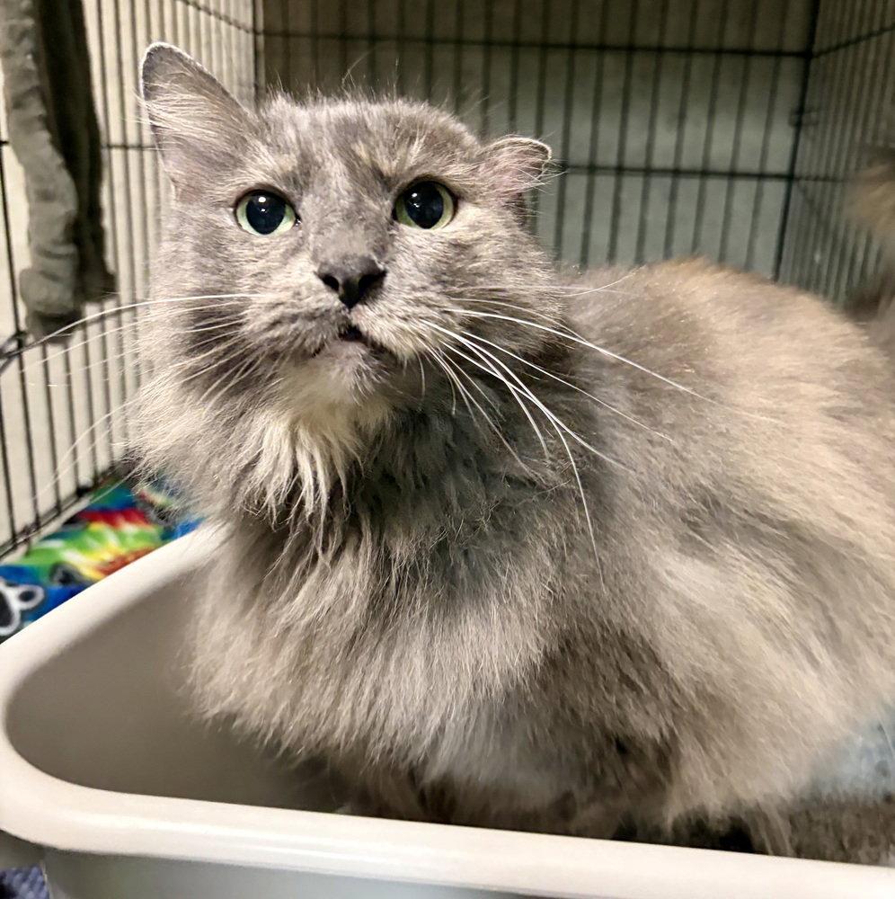 Enlarge Saara, a Adoptable Domestic Long Hair in O'Fallon, MO image 1/1