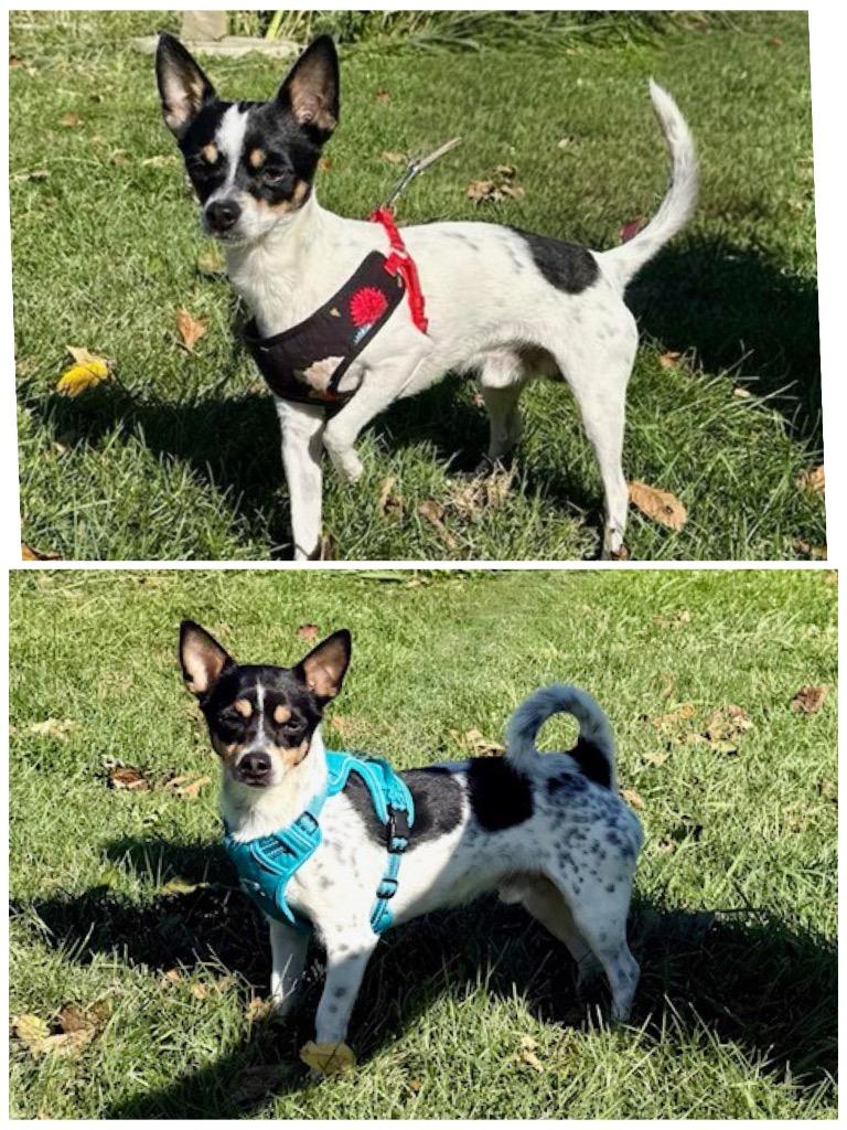 Enlarge Kiko / Kody, a Adoptable mixed breed in Shorewood, IL image 1/3