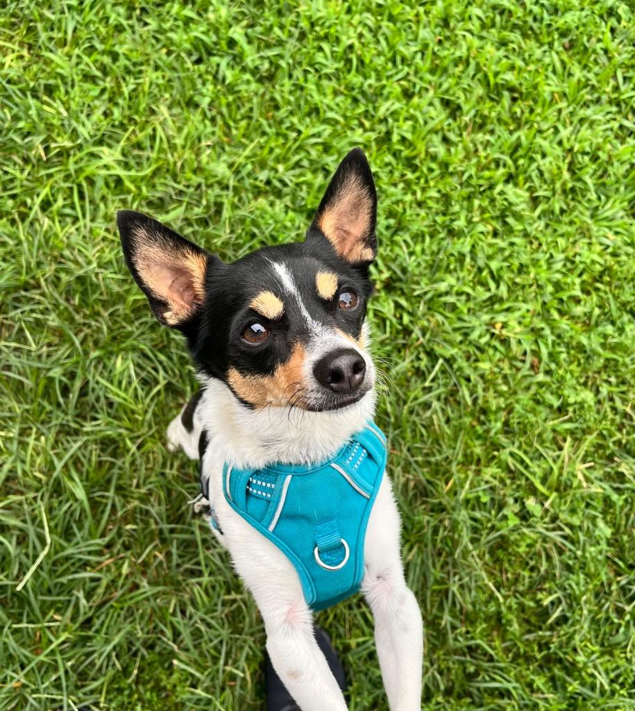 Enlarge Kiko / Kody, a Adoptable mixed breed in Shorewood, IL image 2/5