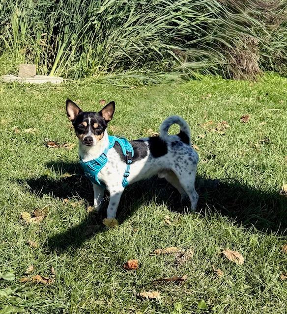 Enlarge Kiko / Kody, a Adoptable mixed breed in Shorewood, IL image 2/3