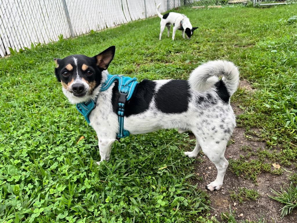 Enlarge Kiko / Kody, a Adoptable mixed breed in Shorewood, IL image 5/5