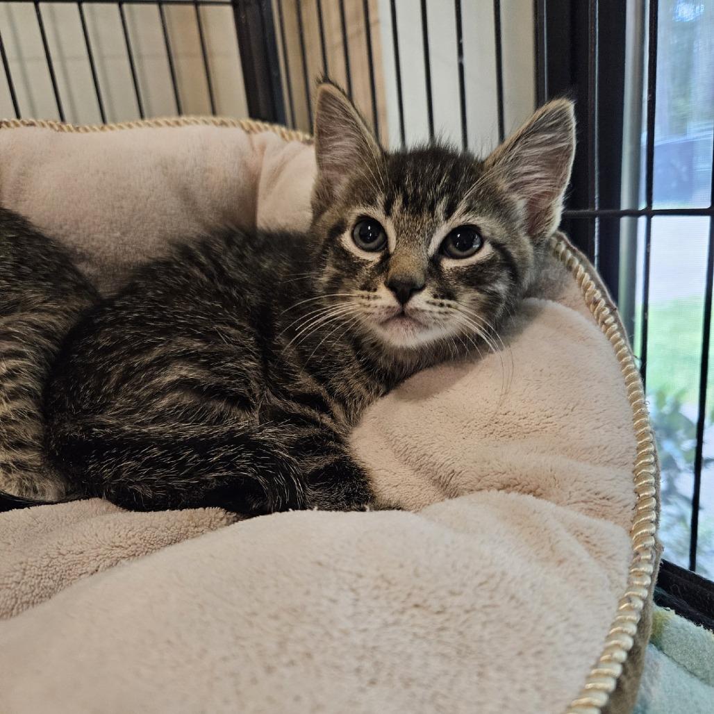 Ledger, Adoptable, Kitten Male Domestic Short Hair.