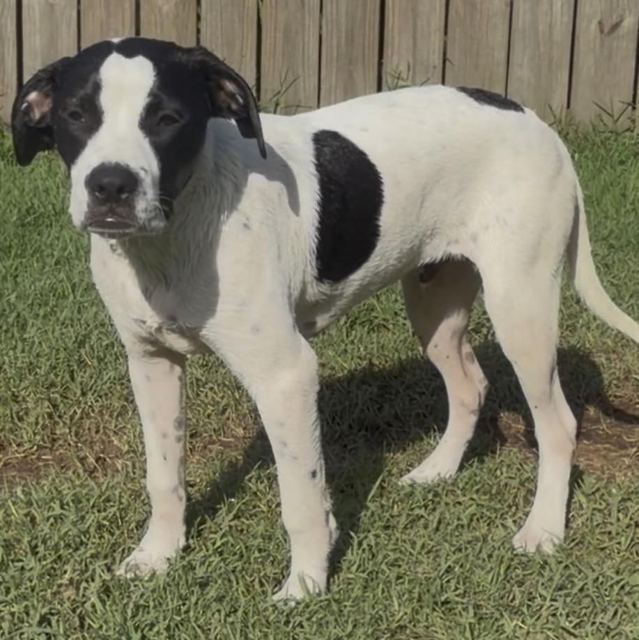 Enlarge Remy, a Adoptable mixed breed in Keene, NH image 2/6