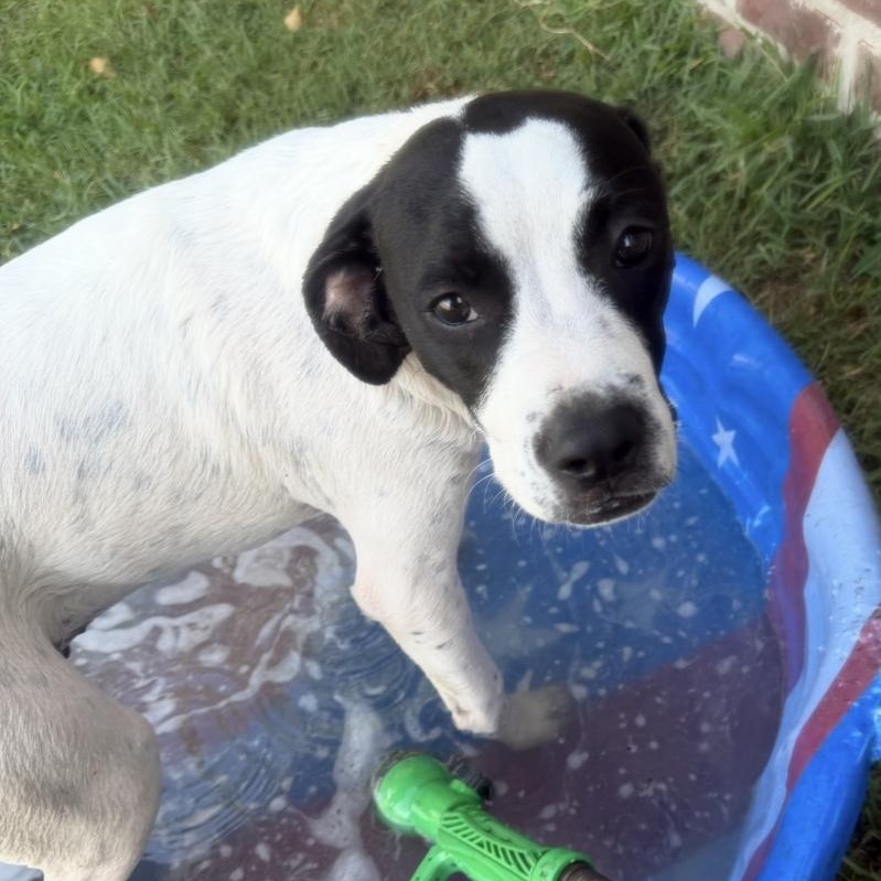 Enlarge Remy, a Adoptable mixed breed in Keene, NH image 1/6